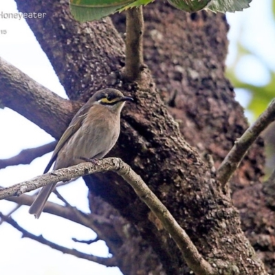 Caligavis chrysops (Yellow-faced Honeyeater) at Conjola Bushcare - 3 May 2015 by Charles Dove