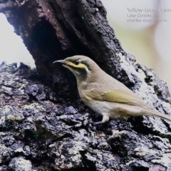 Caligavis chrysops at Lake Conjola, NSW - 4 May 2015