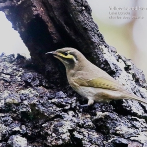 Caligavis chrysops at Lake Conjola, NSW - 4 May 2015 12:00 AM
