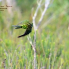 Pezoporus wallicus (Ground Parrot) at Jervis Bay National Park - 25 Mar 2015 by CharlesDove