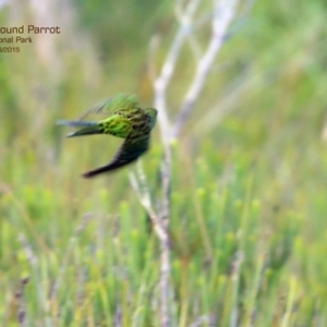 Pezoporus wallicus at Jervis Bay National Park - 25 Mar 2015