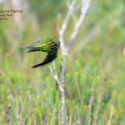 Pezoporus wallicus (Ground Parrot) at Jervis Bay National Park - 25 Mar 2015 by CharlesDove