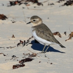 Anarhynchus bicinctus (Double-banded Plover) at Cunjurong Point, NSW - 27 Mar 2015 by Charles Dove