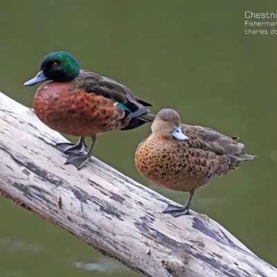 Anas castanea (Chestnut Teal) at Hazel Rowbotham Reserve Walking Track - 22 Mar 2015 by Charles Dove