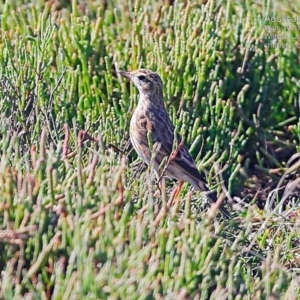 Anthus australis at Milton, NSW - 23 Mar 2015