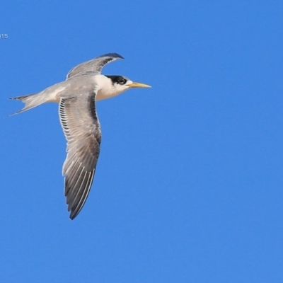 Thalasseus bergii (Crested Tern) at Undefined - 28 Mar 2015 by CharlesDove