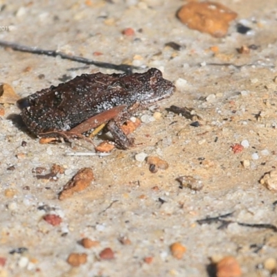 Unverified Frog - 28 Mar 2015 by CharlesDove