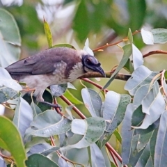 Philemon corniculatus (Noisy Friarbird) at Conjola Bushcare - 22 Mar 2015 by Charles Dove