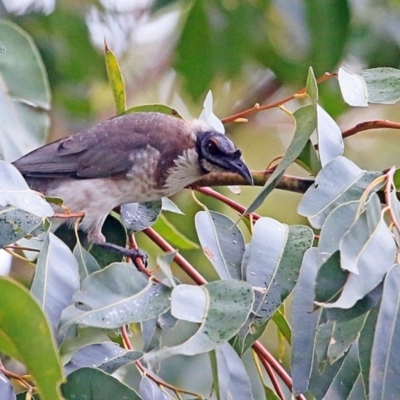 Philemon corniculatus (Noisy Friarbird) at Conjola Bushcare - 22 Mar 2015 by Charles Dove