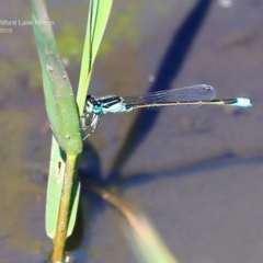 Ischnura heterosticta (Common Bluetail Damselfly) at Milton, NSW - 22 Mar 2015 by Charles Dove