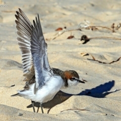 Anarhynchus ruficapillus (Red-capped Plover) at Cunjurong Point, NSW - 28 Mar 2015 by CharlesDove