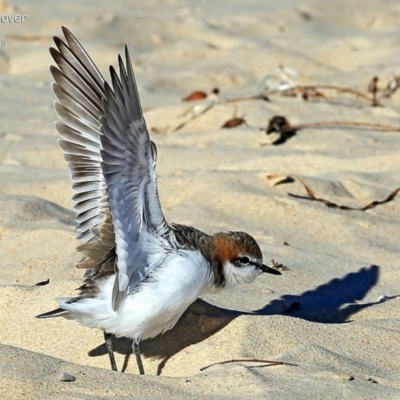 Anarhynchus ruficapillus (Red-capped Plover) at Cunjurong Point, NSW - 28 Mar 2015 by CharlesDove