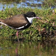 Erythrogonys cinctus (Red-kneed Dotterel) at Milton, NSW - 22 Mar 2015 by Charles Dove