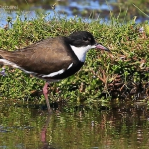 Erythrogonys cinctus at Milton, NSW - 23 Mar 2015