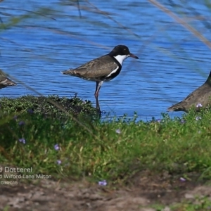 Erythrogonys cinctus at Milton, NSW - 23 Mar 2015