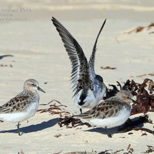 Calidris ruficollis at Cunjurong Point, NSW - 28 Mar 2015