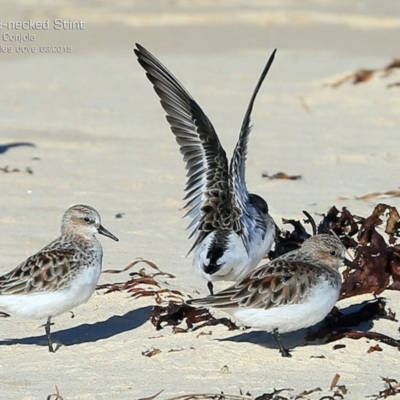 Calidris ruficollis (Red-necked Stint) at Cunjurong Point, NSW - 27 Mar 2015 by Charles Dove