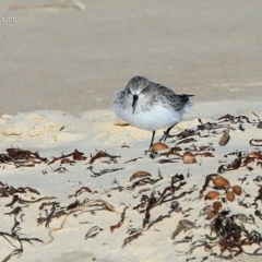 Calidris ruficollis at Cunjurong Point, NSW - 28 Mar 2015