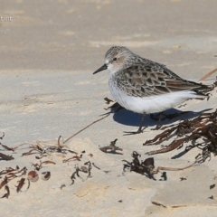 Calidris ruficollis at Cunjurong Point, NSW - 28 Mar 2015