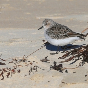 Calidris ruficollis at Cunjurong Point, NSW - 28 Mar 2015 12:00 AM