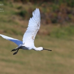 Platalea regia (Royal Spoonbill) at Milton, NSW - 22 Mar 2015 by Charles Dove