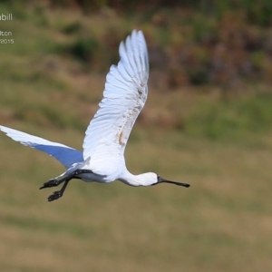 Platalea regia at Milton, NSW - 23 Mar 2015