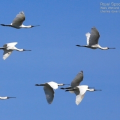 Platalea regia at Milton, NSW - 23 Mar 2015