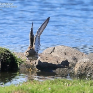 Calidris acuminata at Milton, NSW - 23 Mar 2015 12:00 AM