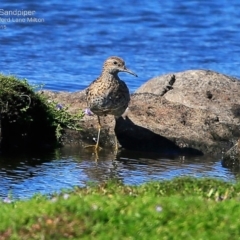 Calidris acuminata at Milton, NSW - 23 Mar 2015 12:00 AM