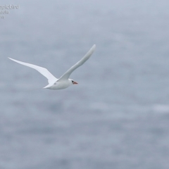 Phaethon rubricauda (Red-tailed Tropicbird) at Coomee Nulunga Cultural Walking Track - 20 Mar 2015 by CharlesDove