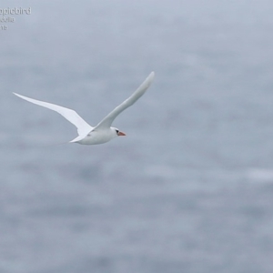 Phaethon rubricauda at Ulladulla - Warden Head Bushcare - 21 Mar 2015