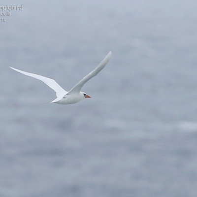 Phaethon rubricauda (Red-tailed Tropicbird) at Ulladulla - Warden Head Bushcare - 21 Mar 2015 by CharlesDove