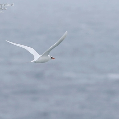 Phaethon rubricauda (Red-tailed Tropicbird) at Coomee Nulunga Cultural Walking Track - 20 Mar 2015 by CharlesDove