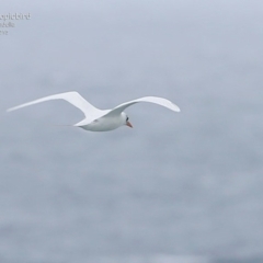 Phaethon rubricauda at Ulladulla - Warden Head Bushcare - 21 Mar 2015