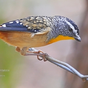 Pardalotus punctatus at Lake Conjola, NSW - 21 Mar 2015 12:00 AM