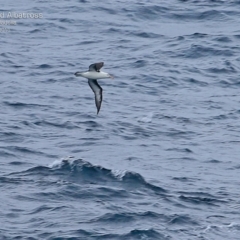 Thalassarche melanophris (Black-browed Albatross) at Ulladulla, NSW - 20 Mar 2015 by Charles Dove