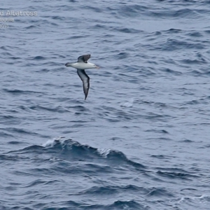 Thalassarche melanophris at Ulladulla, NSW - 21 Mar 2015 12:00 AM