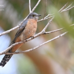 Cacomantis flabelliformis (Fan-tailed Cuckoo) at Lake Conjola, NSW - 20 Mar 2015 by Charles Dove