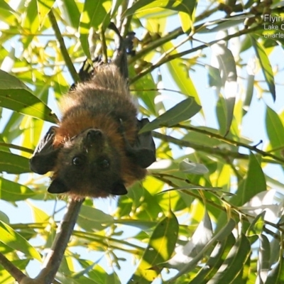 Pteropus poliocephalus (Grey-headed Flying-fox) at Narrawallee Creek Nature Reserve - 18 Mar 2015 by Charles Dove