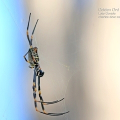 Nephila plumipes (Humped golden orb-weaver) at Lake Conjola, NSW - 18 Mar 2015 by Charles Dove