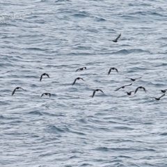 Haematopus fuliginosus (Sooty Oystercatcher) at Ulladulla, NSW - 21 Mar 2015 by CharlesDove