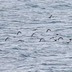 Haematopus fuliginosus (Sooty Oystercatcher) at Ulladulla, NSW - 20 Mar 2015 by Charles Dove