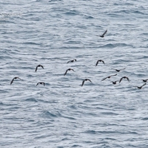 Haematopus fuliginosus at Ulladulla, NSW - suppressed