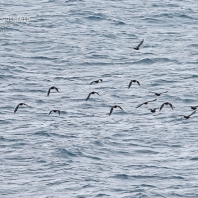 Haematopus fuliginosus (Sooty Oystercatcher) at Ulladulla, NSW - 21 Mar 2015 by CharlesDove