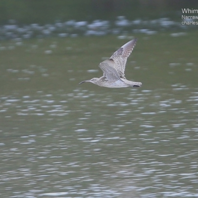 Numenius phaeopus (Whimbrel) at Narrawallee, NSW - 19 Mar 2015 by Charles Dove