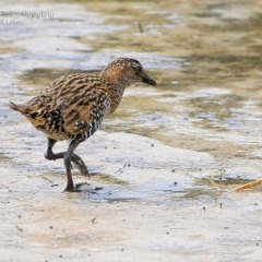 Gallirallus philippensis (Buff-banded Rail) at Burrill Lake, NSW - 12 Mar 2015 by CharlesDove