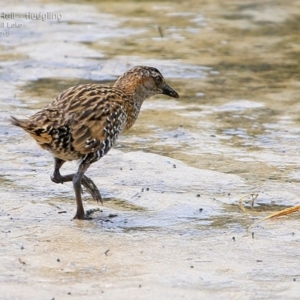 Gallirallus philippensis at Burrill Lake, NSW - 12 Mar 2015