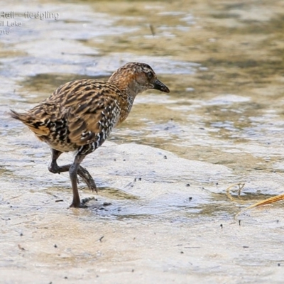 Gallirallus philippensis (Buff-banded Rail) at Burrill Lake, NSW - 12 Mar 2015 by CharlesDove