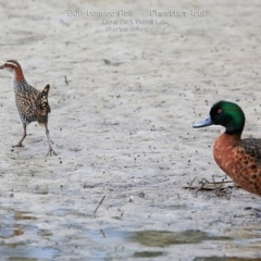 Gallirallus philippensis at Burrill Lake, NSW - 12 Mar 2015