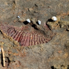 Brachiopoda Spiriferida (Spiriferid Brachiopod) at Ulladulla, NSW - 9 Mar 2015 by CharlesDove